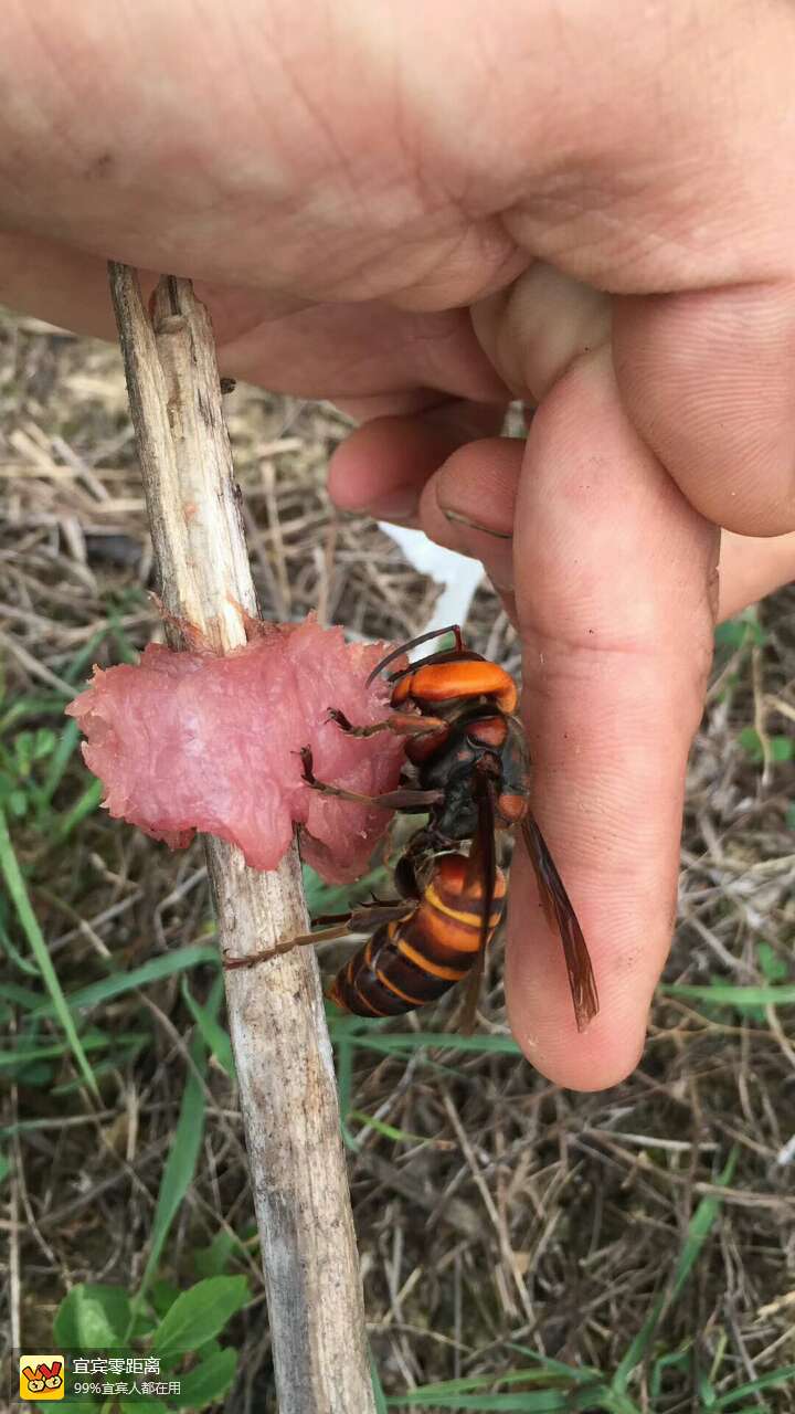 明天标虎头蜂的报名