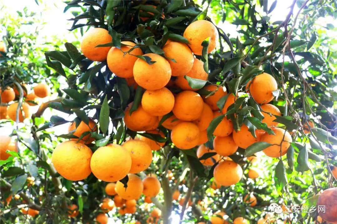 橙花岛青见