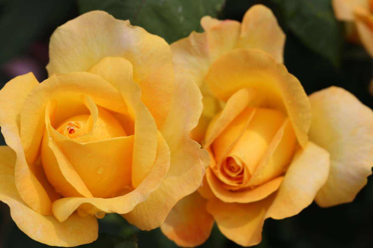 好漂亮的玫瑰花整个空气中都弥漫着玫瑰的香味