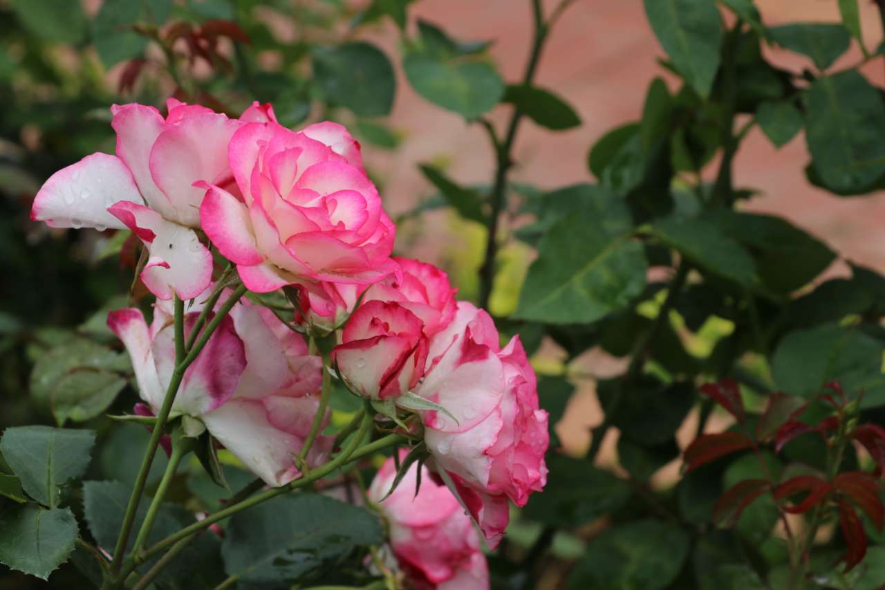 好漂亮的玫瑰花整个空气中都弥漫着玫瑰的香味