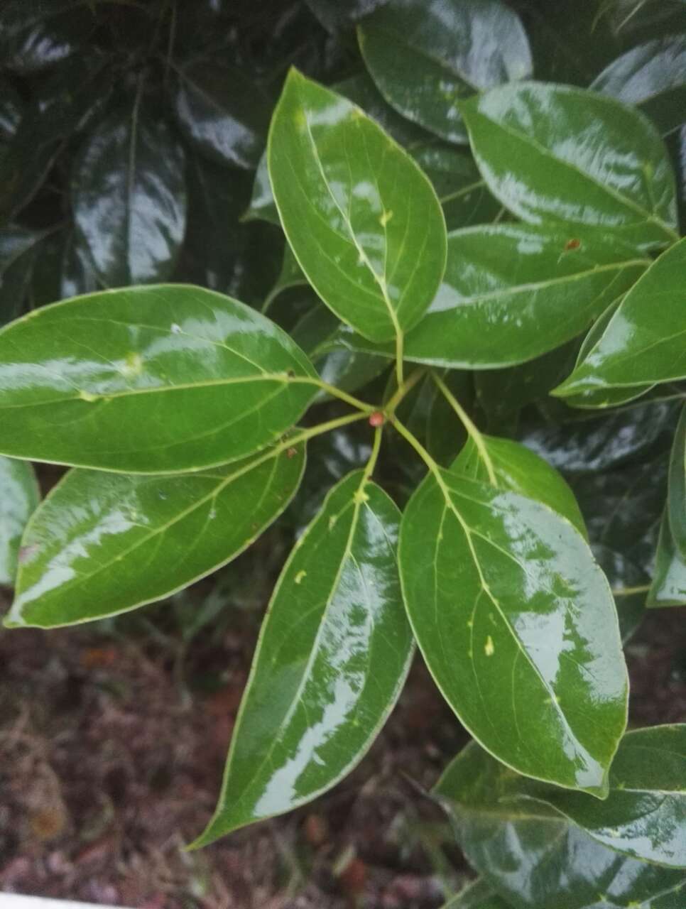 走进宜宾的油樟王国脚步去丈量每一处风景