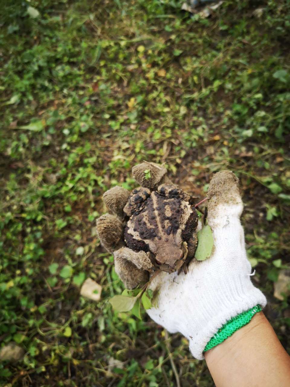 扯点草起码偶遇二十个赖格宝