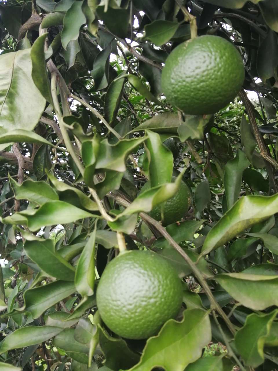 橙花岛青见李三姐果园