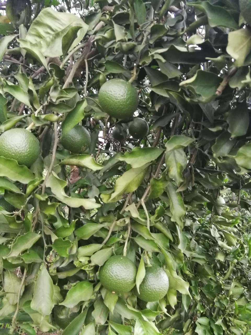 橙花岛青见李三姐果园