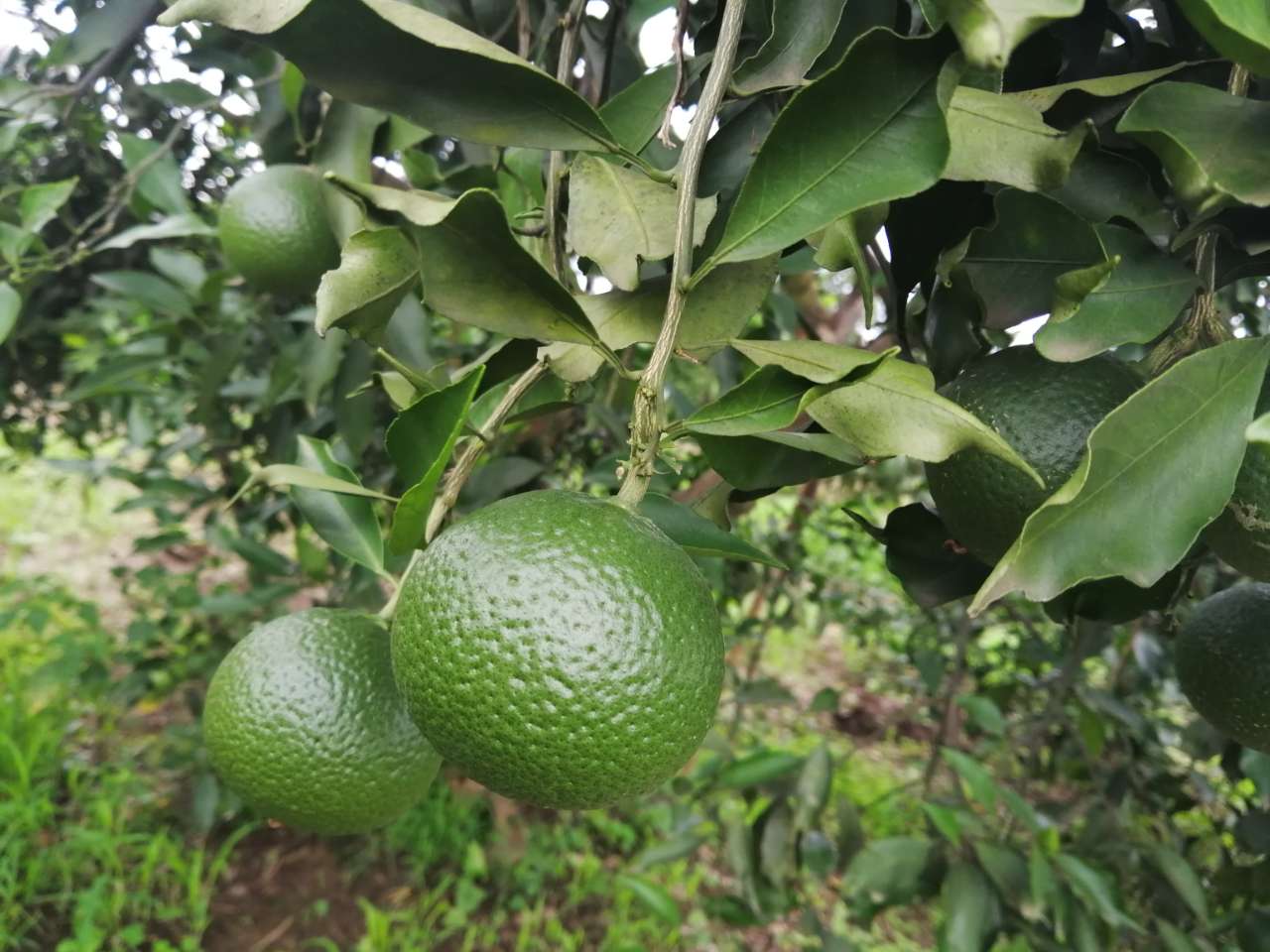 橙花岛青见李三姐果园