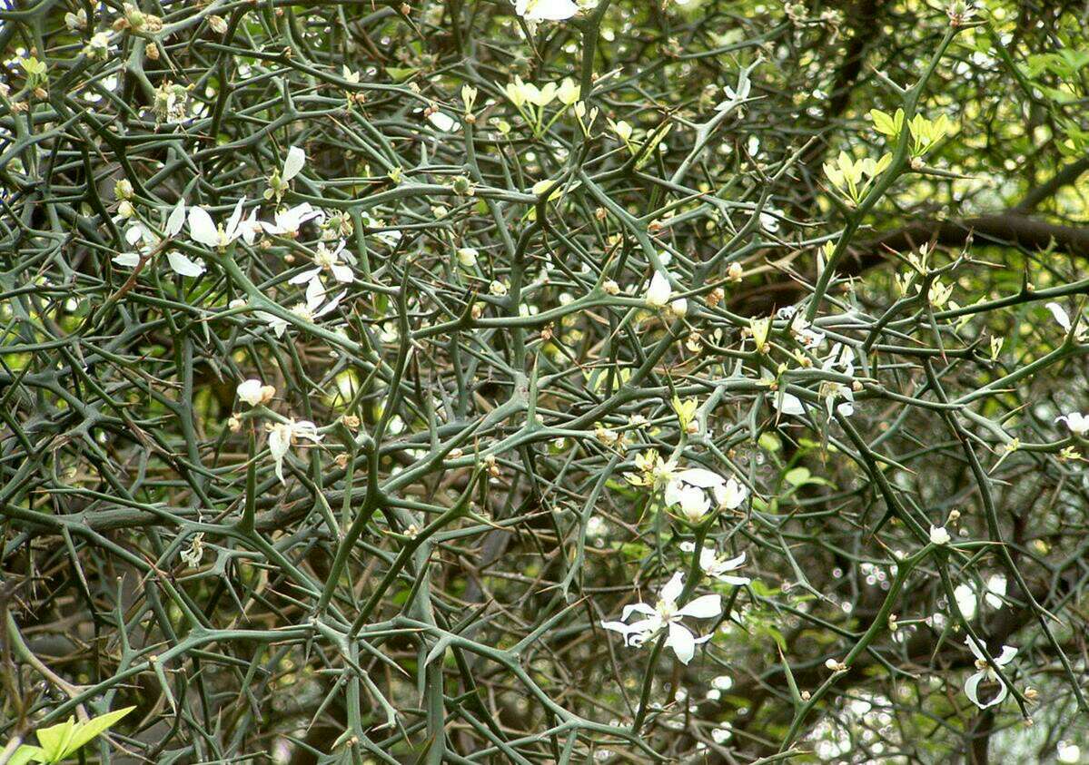 听说是"防贼树"#冒个泡