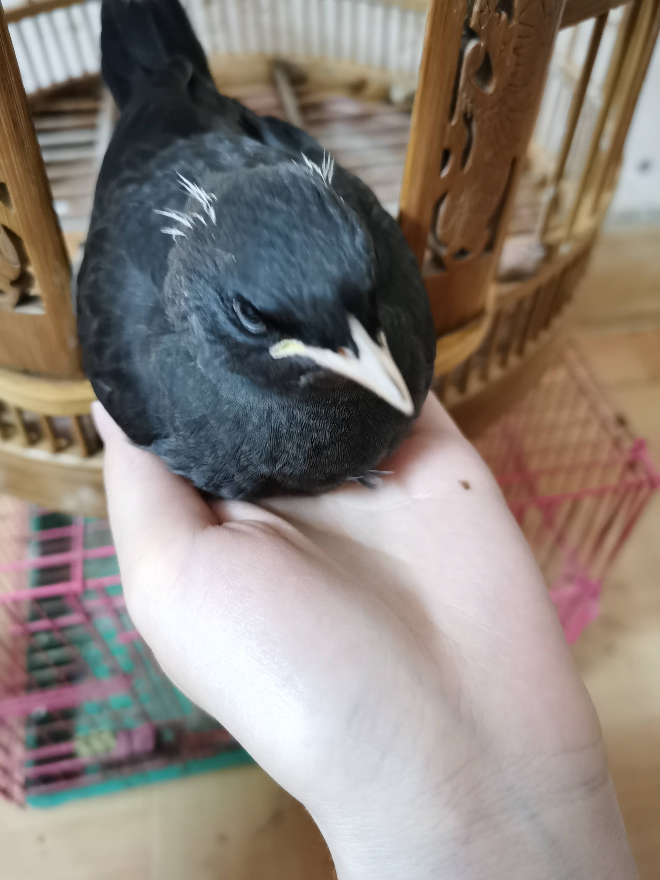 寻物启事(八哥鸟)