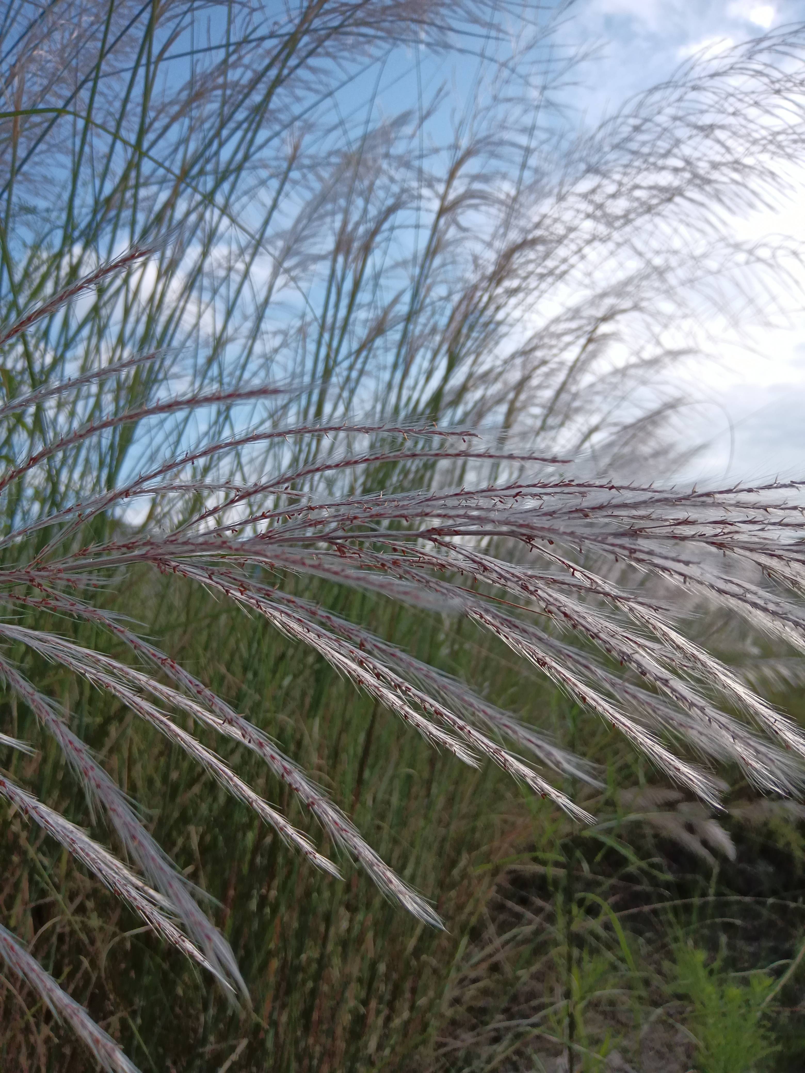 秋天的怀念满眼的紫色的芦苇花美伦美奂宜宾人打卡拍照的绝佳地方