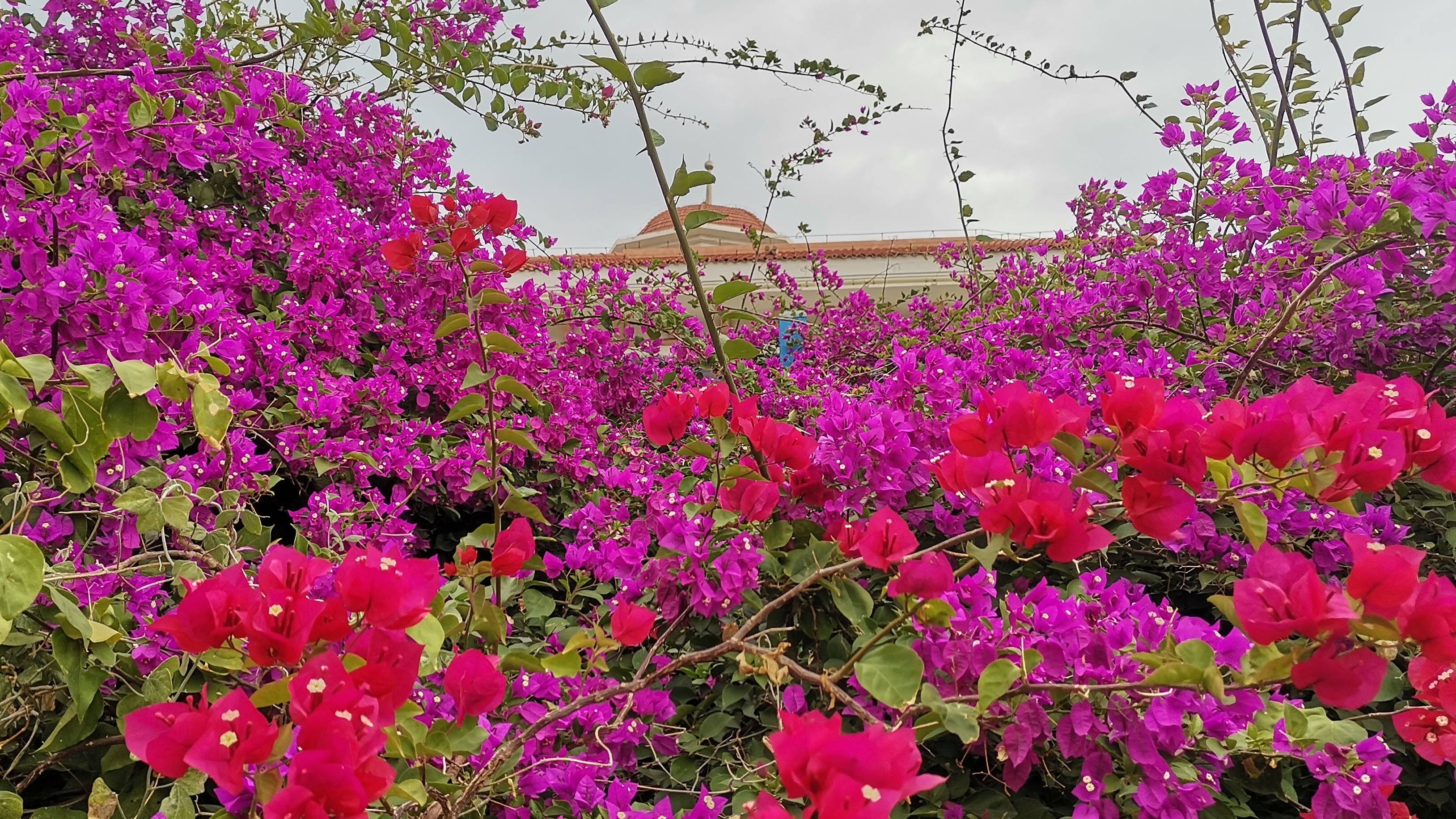海南岛花卉图片及名称图片